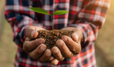 Erkek elleri toprağı bir bitkiyle tutuyor. Çiftçilik ve iş büyümesi kavramı