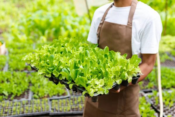 Hombre Con Cosecha Verduras Frescas Ensalada Sistema Plantas Hidropónicas Invernadero — Foto de Stock