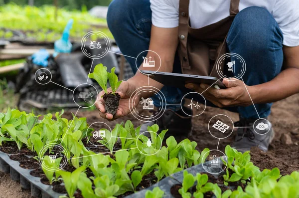 Rolnictwo Technologia Rolnik Człowiek Gospodarstwa Tabletki Kontrola Kontroli Zielonych Roślin — Zdjęcie stockowe