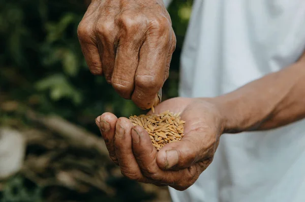 old man Hands holding brown rice seeds