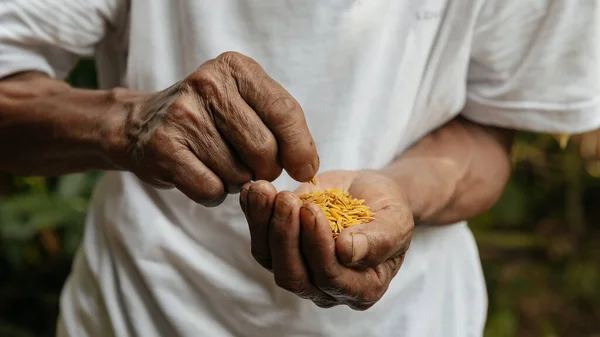 male Hands holding on seeds seed, ,Agriculture concept. rice seeds
