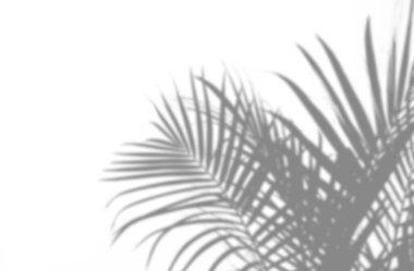 Beyaz duvarda eğreltiotu yaprağı gölgesi