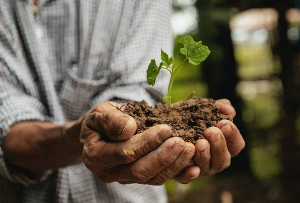 elderly Man hands grabbing earth soil with tiny growing plant