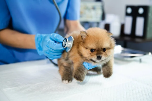 Vet Ακούει Pomeranian Σκυλί Statoscope Στην Κτηνιατρική Κλινική — Φωτογραφία Αρχείου