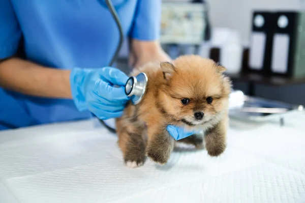 Chien Poméranien Écoutant Vétérinaire Avec Statoscope Clinique Vétérinaire — Photo