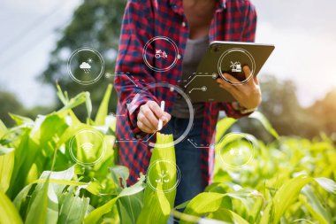 Kadın çiftçi tarlada tablet üzerinde başvuru kullanıyor. Modern tarım teknolojisi ve görsel ikonlar. Akıllı çiftçilik