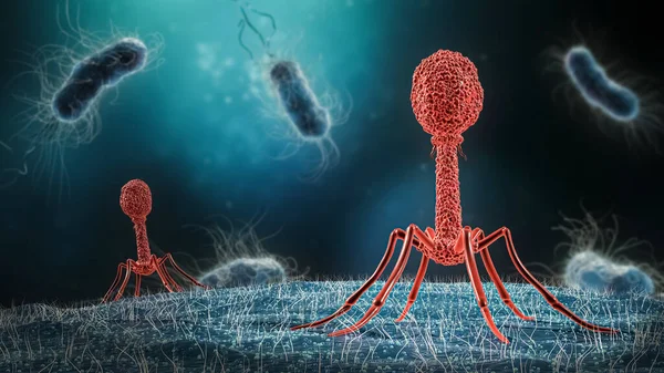 Phage infecting bacterium close-up 3D rendering illustration. Microbiology, medical, bacteriology, biology, science, healthcare, medicine, infection concepts.