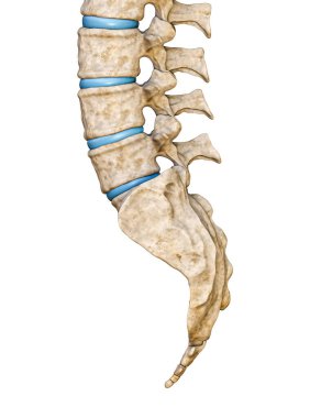 Beyaz zemin üzerinde izole edilmiş insan sakrum ve bel omurlarının yan veya yan görüntüsü üç boyutlu resimleme. Boş anatomik çizelge. Anatomi, tıp, biyoloji, insan iskeleti kavramlarının parçaları..