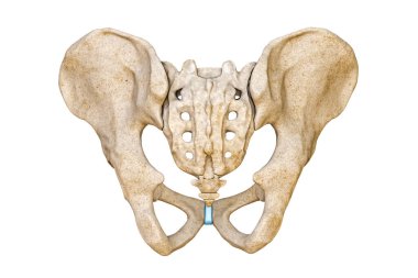 Beyaz arka planda izole edilmiş erkek leğen kemikleri ve kuyruk sokumu kemikleri. Boş anatomik şema 3D resimleme. Anatomi, tıbbi, osteoloji, bilim, insan iskeleti kavramlarının bir parçası..