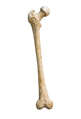 Ayrıntılı bir insan uyluk kemiğinin ön ya da ön görüntüsü beyaz arkaplanda izole edilmiş ve kopya alan 3 boyutlu resimleme. Boş anatomik çizelge. Anatomi, tıbbi, biyoloji, osteoloji, bilim kavramları.