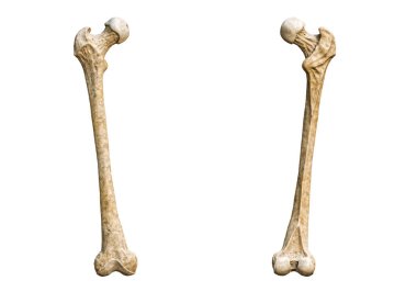 Ayrıntılı bir insan uyluk kemiğinin ön, ön, arka veya arka görüntüsü beyaz arkaplanda izole edilmiş ve 3D çizim alanı var. Boş anatomik çizelge. Anatomi, tıbbi, biyoloji, osteoloji, bilim kavramları.