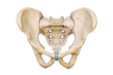 Beyaz arka planda izole edilmiş erkek leğen kemiği ve kuyruk sokumu kemiklerinin ön ya da ön görüntüsü üç boyutlu resimleme gösteriyor. Boş anatomik çizelge. Anatomi, tıp, bilim, insan iskeleti kavramlarının bir parçası..