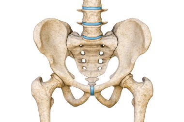 Beyaz arka planda izole edilmiş erkek leğen kemiği, sakrum, bel kemiği ve kalça kemiğinin ön ya da ön görüntüsü. Boş anatomik çizelge. Anatomi, tıp, bilim, insan iskeleti kavramlarının bir parçası..