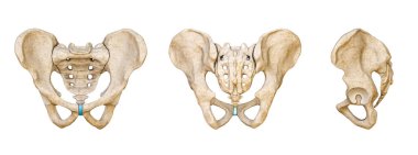 Erkek leğen kemiği ve kuyruk sokumu kemikleri arka tarafta, ön ve yan görüntüler beyaz arka planda 3 boyutlu olarak izole edilmiş. Boş anatomik çizelge. Anatomi, bilim, biyoloji, osteoloji, tıp, insan iskeleti kavramlarının bir parçası..
