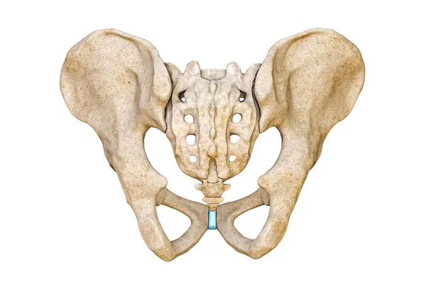 Vista Posterior Posterior Pelvis Masculina Humana Los Huesos Del Sacro — Foto de Stock