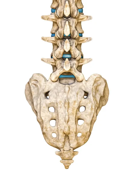 Vista Posterior Posterior Del Sacro Humano Las Vértebras Lumbares Aisladas —  Fotos de Stock