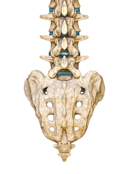 Hinter Oder Rückansicht Menschlicher Kreuz Und Lendenwirbel Isoliert Auf Weißem — Stockfoto