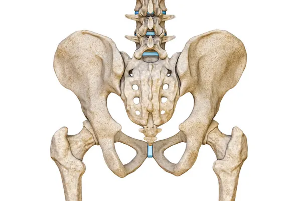 人类男性骨盆 腰椎和股骨的后部或后部被白色背景3D图像隔离 空白解剖图 解剖学 人类骨骼概念的一部分 — 图库照片