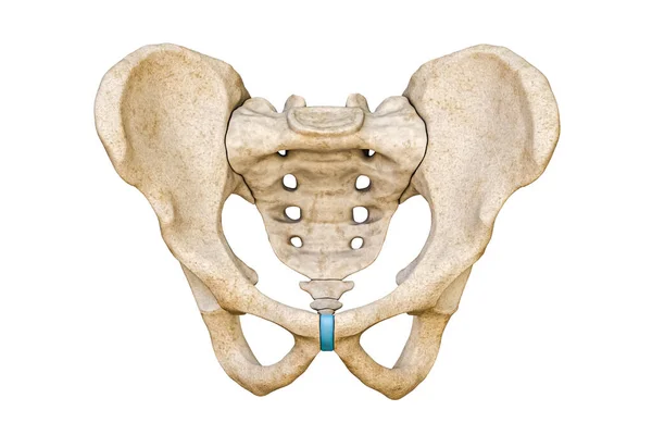 Beyaz arka planda izole edilmiş erkek leğen kemiği ve kuyruk sokumu kemiklerinin ön ya da ön görüntüsü üç boyutlu resimleme gösteriyor. Boş anatomik çizelge. Anatomi, tıp, bilim, insan iskeleti kavramlarının bir parçası..