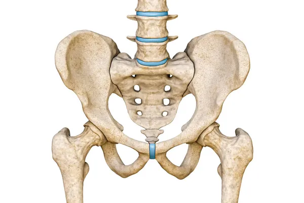 Beyaz arka planda izole edilmiş erkek leğen kemiği, sakrum, bel kemiği ve kalça kemiğinin ön ya da ön görüntüsü. Boş anatomik çizelge. Anatomi, tıp, bilim, insan iskeleti kavramlarının bir parçası..