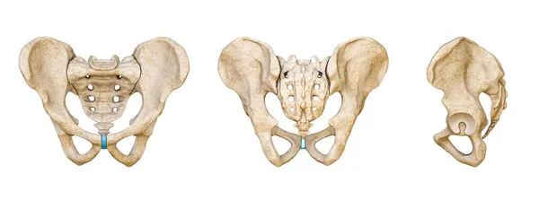 Masculino Pelvis Humana Huesos Del Sacro Vistas Posteriores Anteriores Laterales —  Fotos de Stock