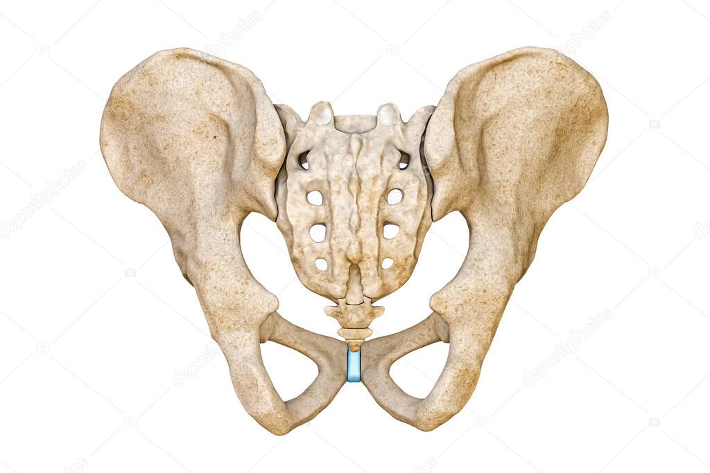 Posterior or back view of human male pelvis and sacrum bones isolated on white background 3D rendering illustration. Blank anatomical chart 3D rendering illustration. Anatomy, medical, osteology, science, part of human skeleton concepts.
