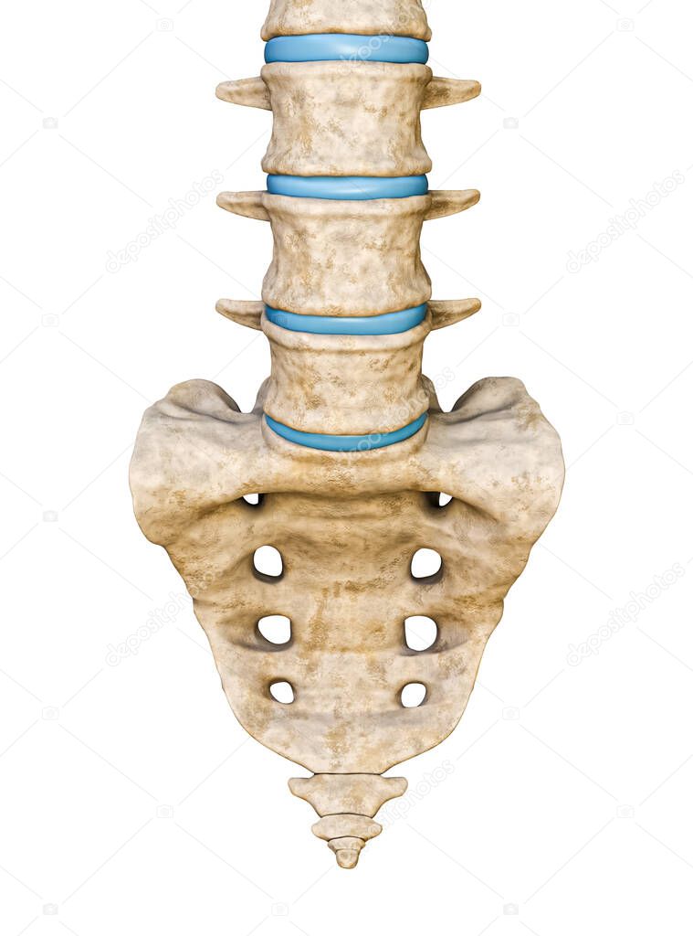 Anterior or front view of human sacrum and lumbar vertebrae isolated on white background 3D rendering illustration. Blank anatomical chart. Anatomy, medicine, biology, parts of human skeleton concepts.