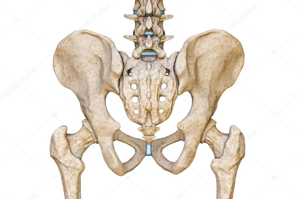 Posterior or back view of human male pelvis, sacrum, lumbar spine and femur bones isolated on white background 3D rendering illustration. Blank anatomical chart. Anatomy, medical, science, part of human skeleton concepts.