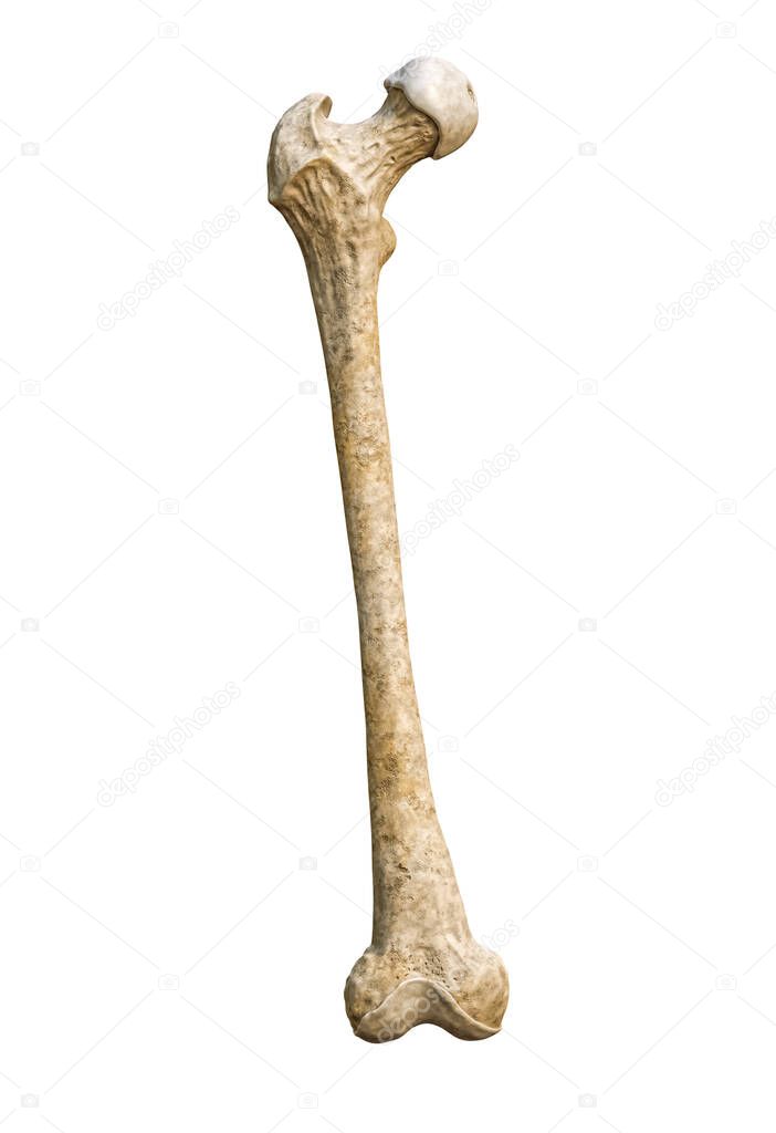 Anterior or front view of a detailed human femur bone isolated on white background with copy space 3D rendering illustration. Blank anatomical chart. Anatomy, medical, biology, osteology, science concepts.