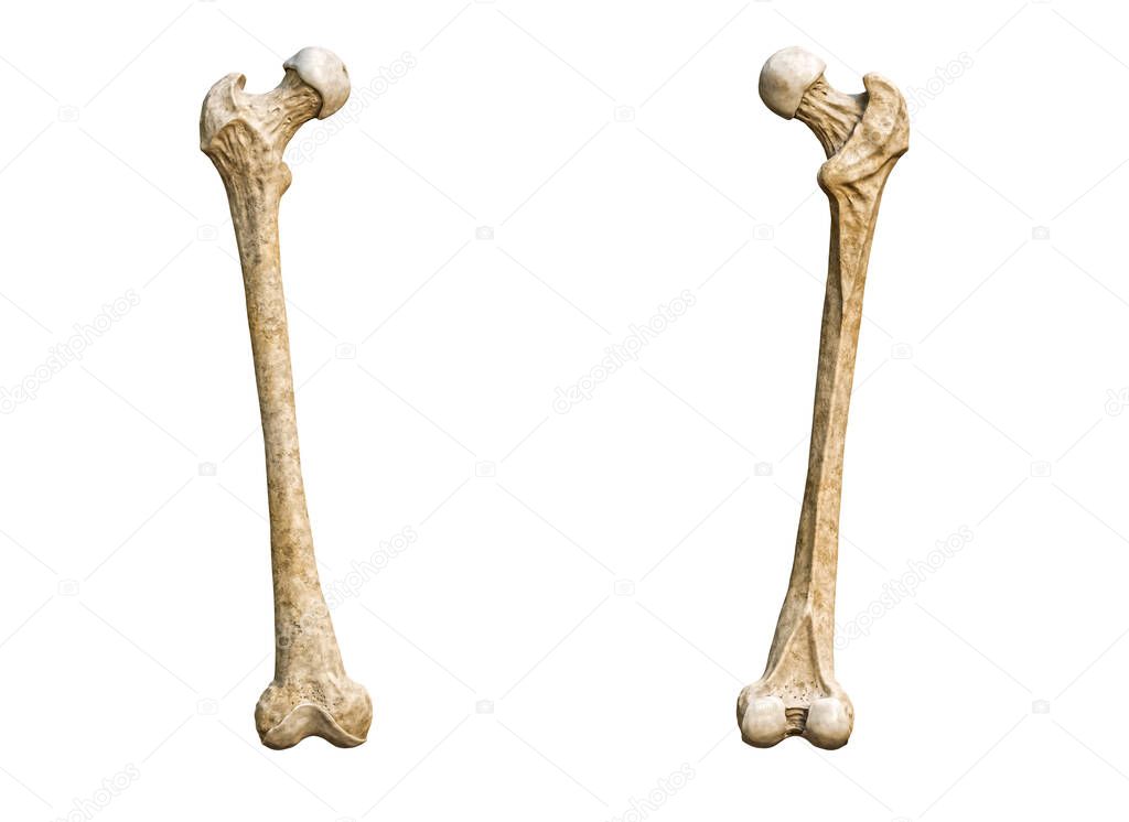Anterior or front and posterior or back view of a detailed human femur bone isolated on white background with copy space 3D rendering illustration. Blank anatomical chart. Anatomy, medical, biology, osteology, science concepts.
