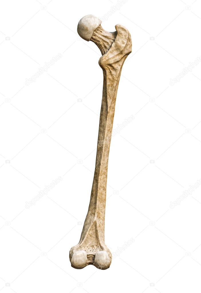 Posterior or back view of a detailed human femur bone isolated on white background with copy space 3D rendering illustration. Blank anatomical chart. Anatomy, medical, biology, osteology, science concepts.