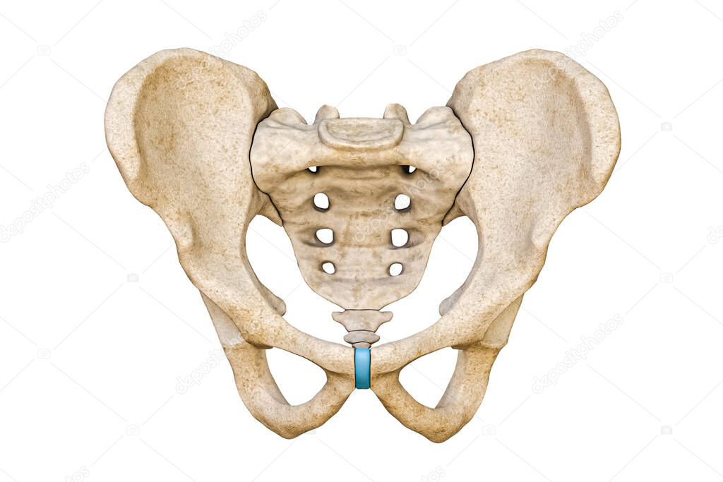 Anterior or front view of human male pelvis and sacrum bones isolated on white background 3D rendering illustration. Blank anatomical chart. Anatomy, medical, science, part of human skeleton concepts.