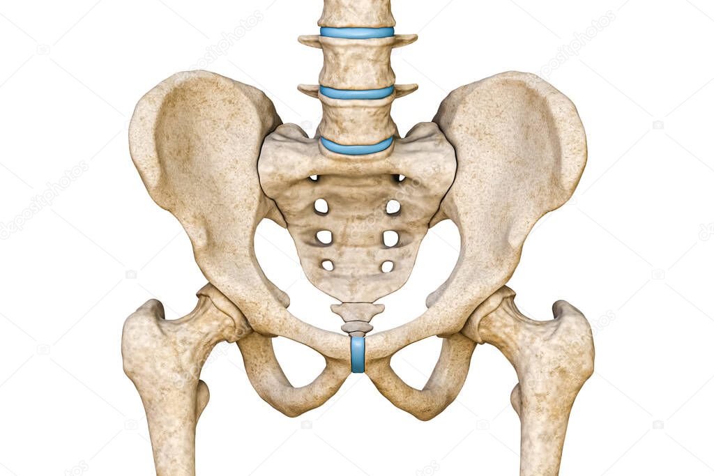 Anterior or front view of human male pelvis, sacrum, lumbar spine and femur bones isolated on white background 3D rendering illustration. Blank anatomical chart. Anatomy, medical, science, part of human skeleton concepts.