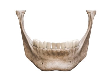 İnsan çene kemiği ya da ön ya da ön dişleri beyaz arka planda anatomik olarak doğru izole edilmiş üç boyutlu bir çene kemiği. Anatomi, tıp, biyoloji, bilim konsepti.