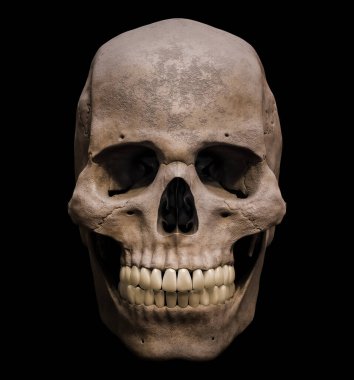Homo sapiens erkek kafatası anatomik olarak doğru ön ya da ön görünüm siyah zemin üzerinde izole edilmiş üç boyutlu resimleme. İnsan anatomisi, tıp, biyoloji, bilim konsepti.
