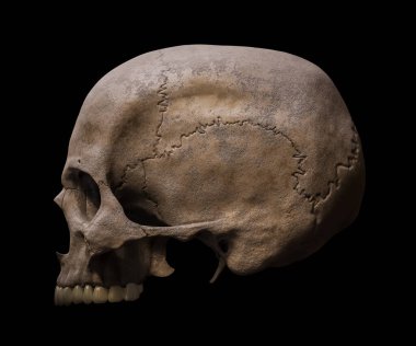 Anatomik olarak doğru olan Homo sapiens kafatası profilinin üst kısmı ya da siyah arka planda izole edilmiş 3D resimleme. İnsan anatomisi, tıp, biyoloji, bilim konsepti.