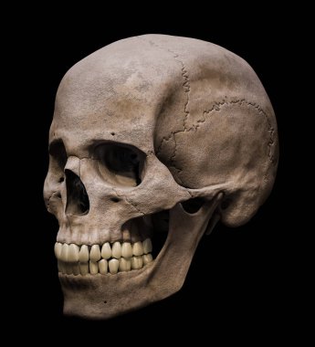 Homo sapiens erkek kafatası anatomik olarak üç çeyrek görünümde veya profil görünümünde siyah arkaplanda izole edilmiş resimleme. İnsan anatomisi, bilim, biyoloji, tıp konsepti