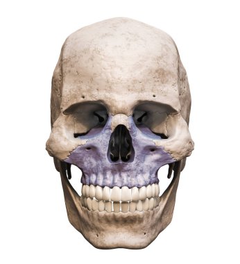 Anatomik olarak doğru insan kafatası, ön ya da ön görünümü beyaz arkaplanda izole edilmiş renkli üst çene kemiğine sahip, 3D görüntülü. Boş anatomik ve tıbbi çizelge.