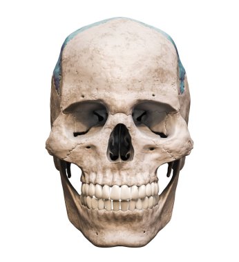 Anatomik olarak doğru insan kafatası ön ya da ön cephedeki renkli parietal kemiklere sahip, beyaz arkaplanda izole edilmiş, 3D resimli. Boş anatomik ve tıbbi çizelge.
