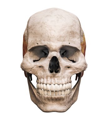 Anatomik olarak doğru insan kafatası, ön ya da ön tarafı renkli şakak kemiğine sahip, beyaz zemin üzerinde izole edilmiş, 3D görüntülü. Boş anatomik ve tıbbi çizelge.