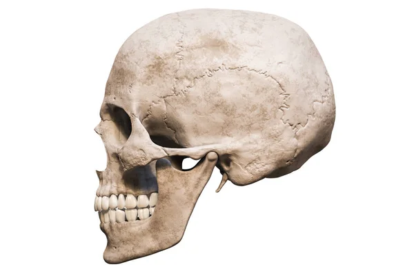 Homo Sapiens Calavera Masculina Anatómicamente Precisa Lateral Vista Perfil Aislado — Foto de Stock
