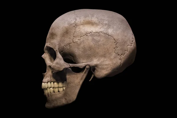 Homo Sapiens Ανδρικό Κρανίο Ανατομικά Ακριβές Προφίλ Πλευρική Άποψη Που — Φωτογραφία Αρχείου