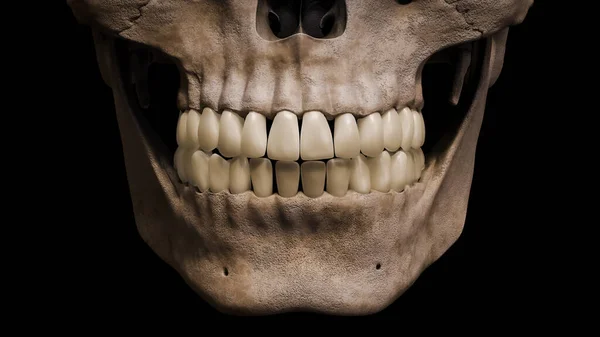 前部或前部的人类嘴 颅骨和牙齿的特写隔离黑色背景3D渲染说明 解剖学 生物学 科学概念 — 图库照片