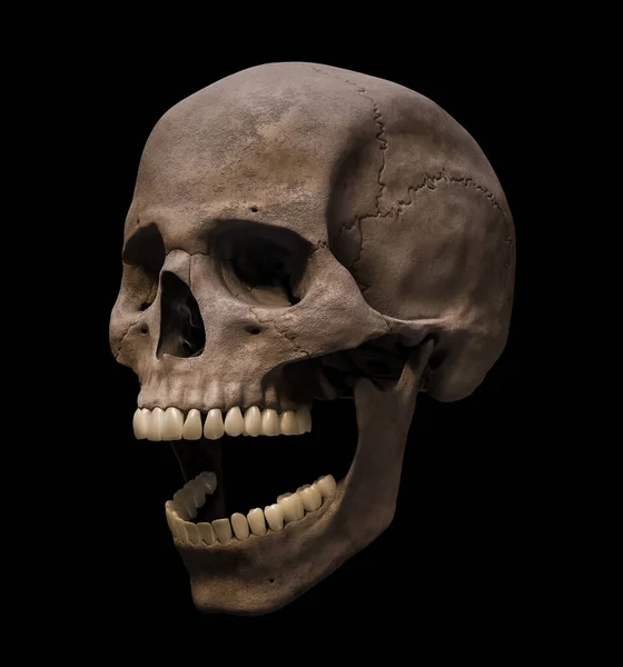 Homo Sapiens Mannelijke Schedel Anatomisch Accuraat Met Mond Open Driekwart — Stockfoto