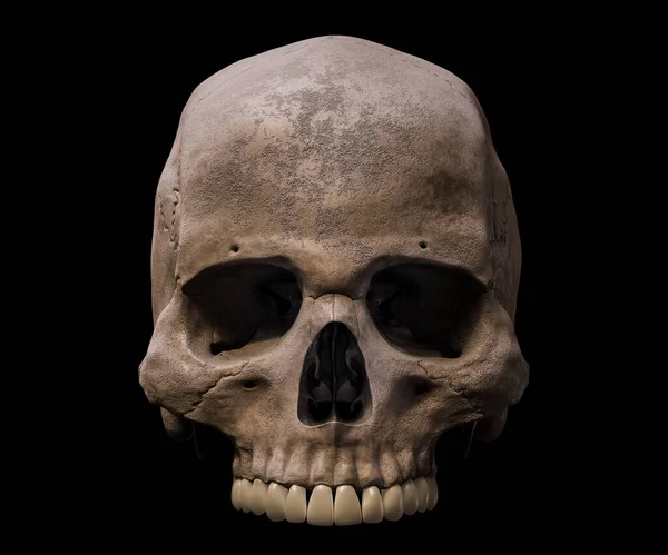 Parte Superior Crânio Homo Sapiens Anatomicamente Preciso Anterior Frontal Isolado — Fotografia de Stock