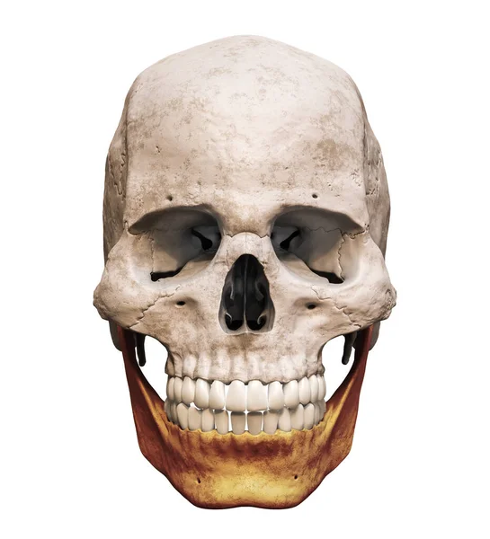 해부학적으로 개골은 하악골 앞쪽의 배경에 렌더링 그림으로 분리되어 — 스톡 사진