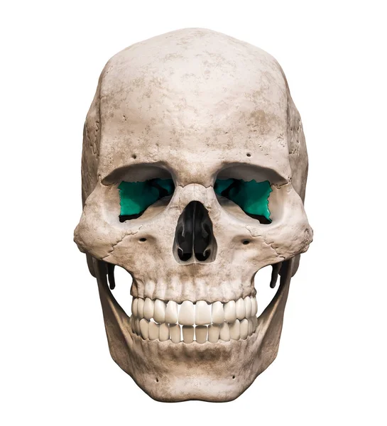 Anatomisch Nauwkeurige Menselijke Schedel Met Gekleurde Sphenoid Bot Voor Vooraanzicht — Stockfoto