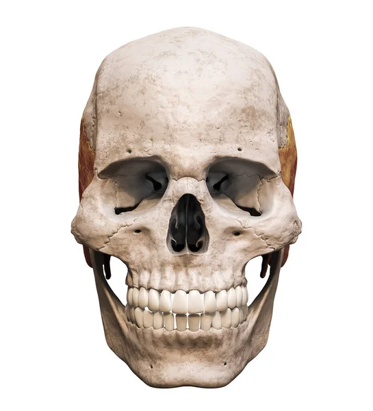 Cráneo Masculino Humano Anatómicamente Preciso Con Hueso Temporal Coloreado Vista — Foto de Stock
