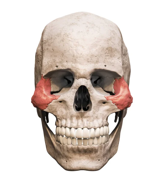 解剖学上准确的人类男性颅骨 有色化后的前或前视点 在白色背景下分离 并附有复制空间3D渲染说明 空白解剖学和医学图表 — 图库照片