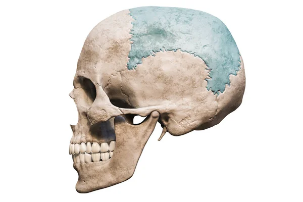 Calavera Masculina Humana Anatómicamente Precisa Con Hueso Parietal Coloreado Lateral — Foto de Stock